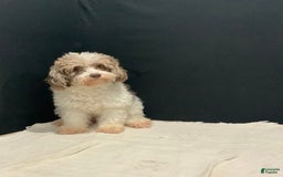 Toy Poodle dogs for sale: Jimmy - Image 8