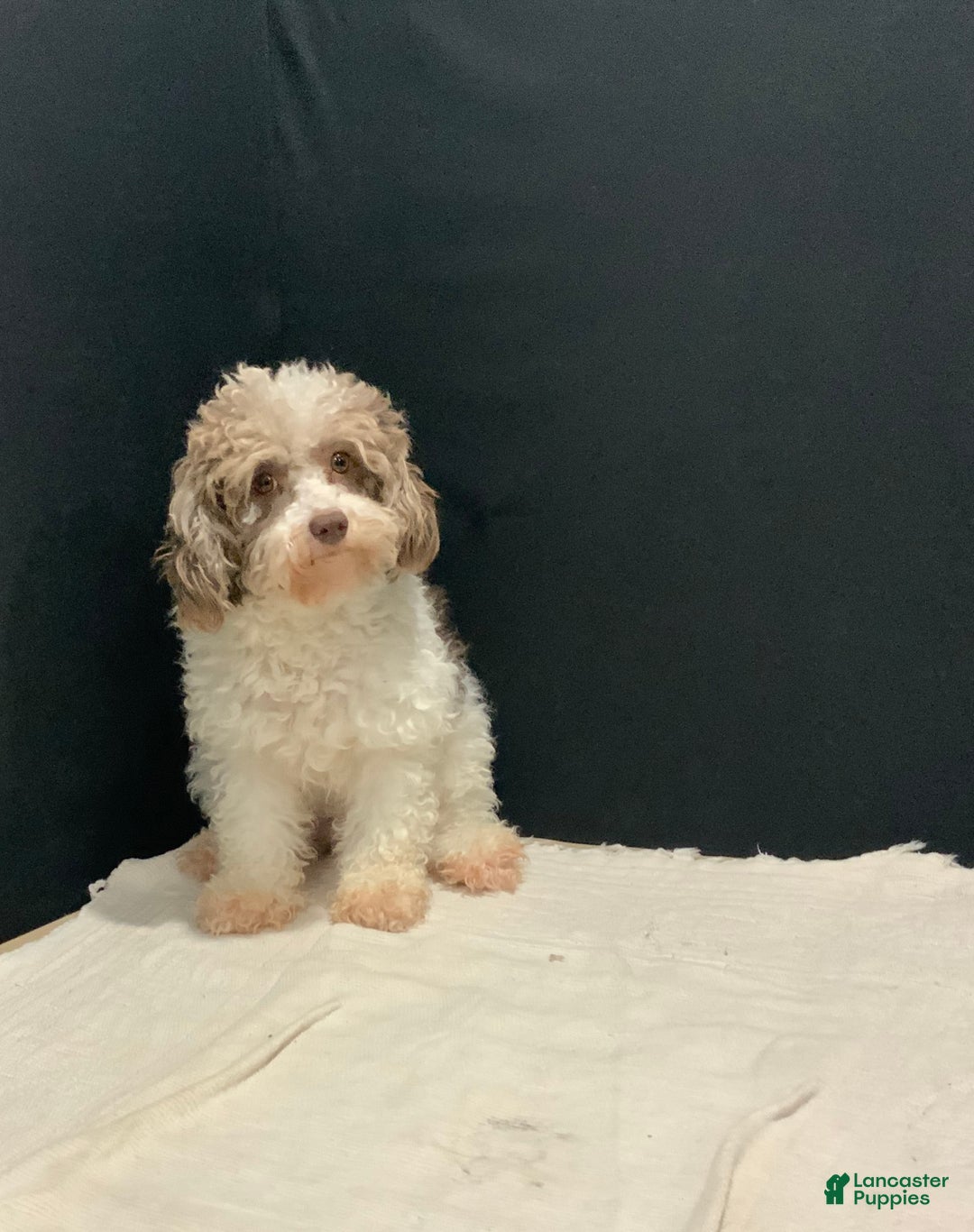 Toy Poodle dogs for sale: Jimmy - Image 8