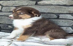 Australian Shepherd dogs for sale: Hazel - Image 3