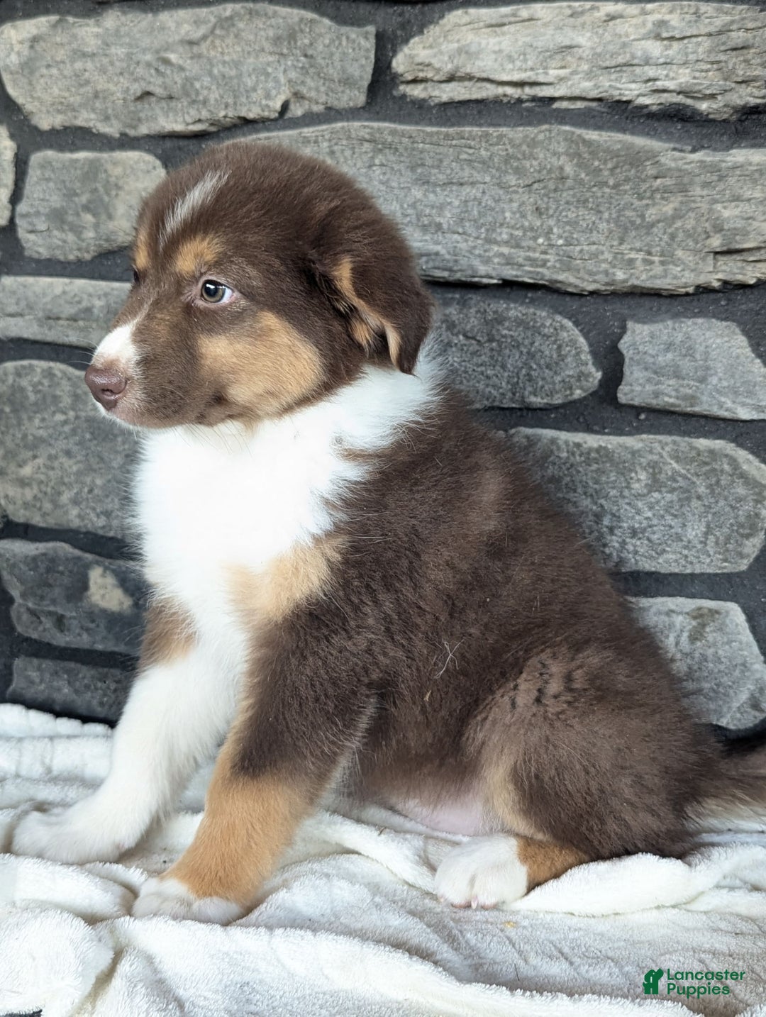 Australian Shepherd dogs for sale: Hazel - Image 3