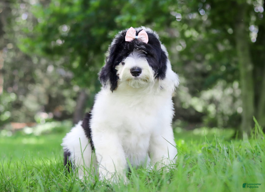 Sheepadoodle dogs for sale: Lola - Image 4
