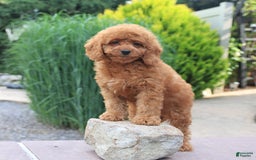 Miniature Poodle dogs for sale: Happy - Image 3