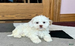 Lhasa Apso dogs for sale: Honey - Image 5