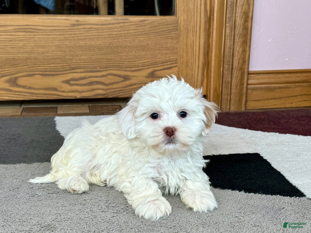 Lhasa Apso dogs for sale: Honey - Image 5