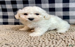 Bichon Frise dogs for sale: Blanche - Image 1