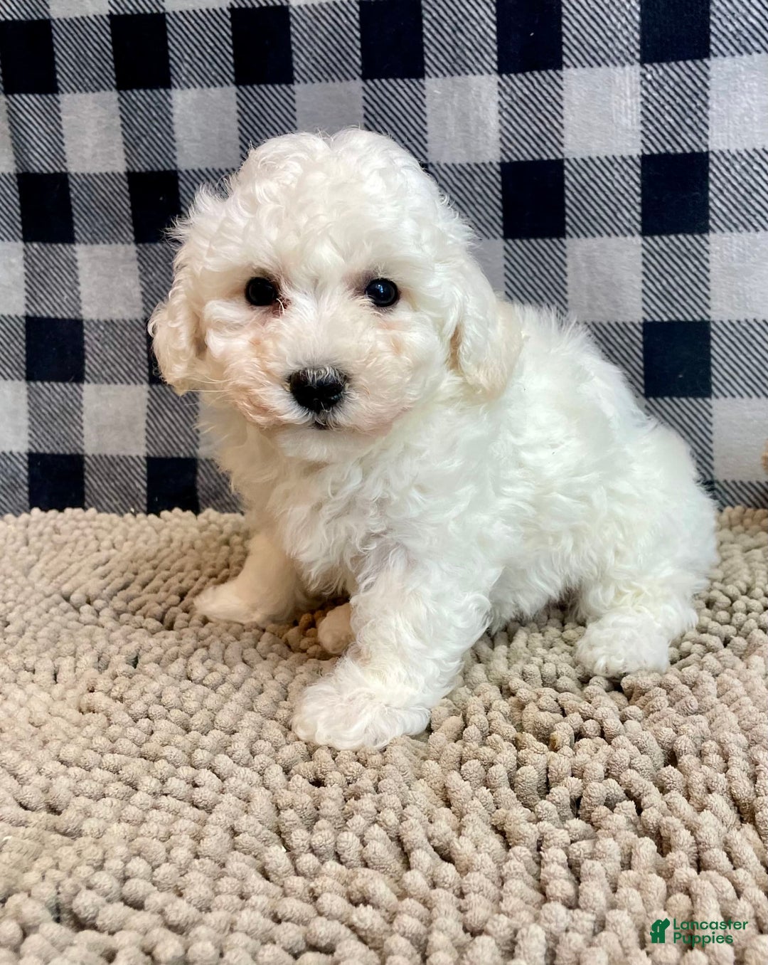 Bichon Frise dogs for sale: Blanche - Image 1