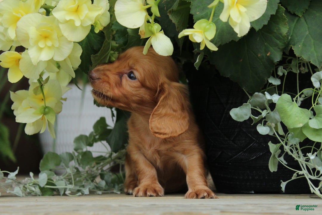 Miniature Dachshund dogs for sale: Sammy - Image 2