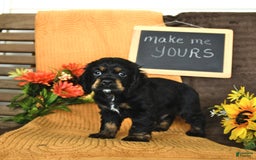 Cocker Spaniel dogs for sale: Pepper - Image 1