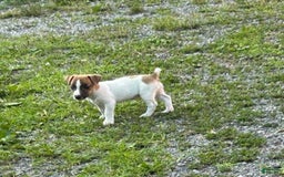 Jack Russell Terrier dogs for sale: jackie - Image 2