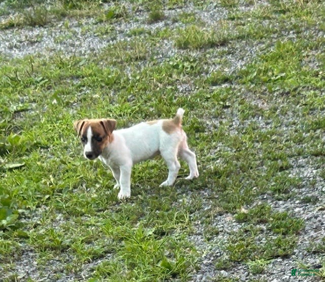 Jack Russell Terrier dogs for sale: jackie - Image 2