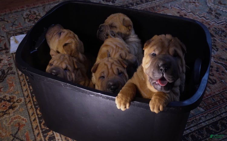 Shar Pei dogs for sale - Ad 5