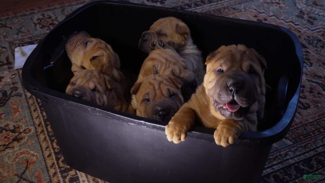 Shar Pei dogs for sale: Nior - Image 1