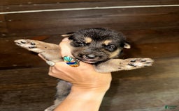 Gerberian Shepsky dogs for sale: Marlo - Image 2