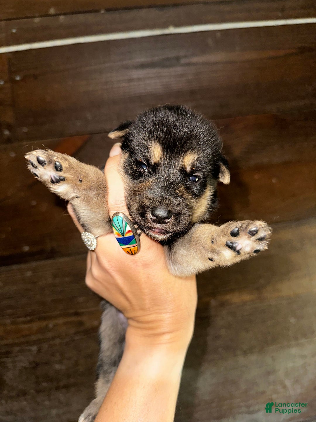 Gerberian Shepsky dogs for sale: Marlo - Image 2