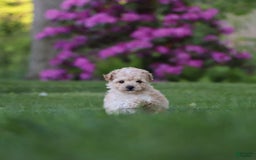 Havapoo dogs for sale: Miley - Image 1