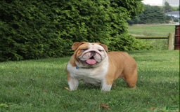 English Bulldog dogs for sale: Wiggles - Image 14