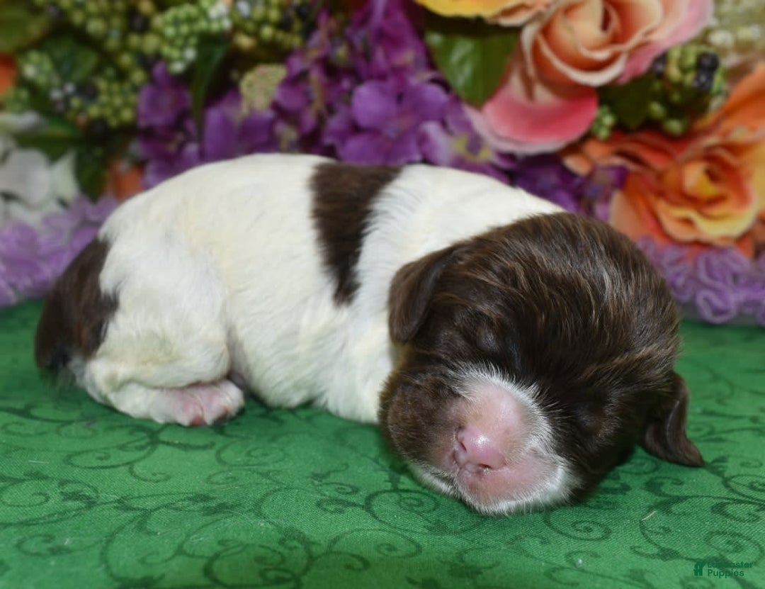 Cocker Spaniel dogs for sale: Briechocolatetanparticockerpuppy - Image 2