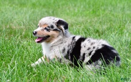Australian Shepherd dogs for sale: Bella - Image 5