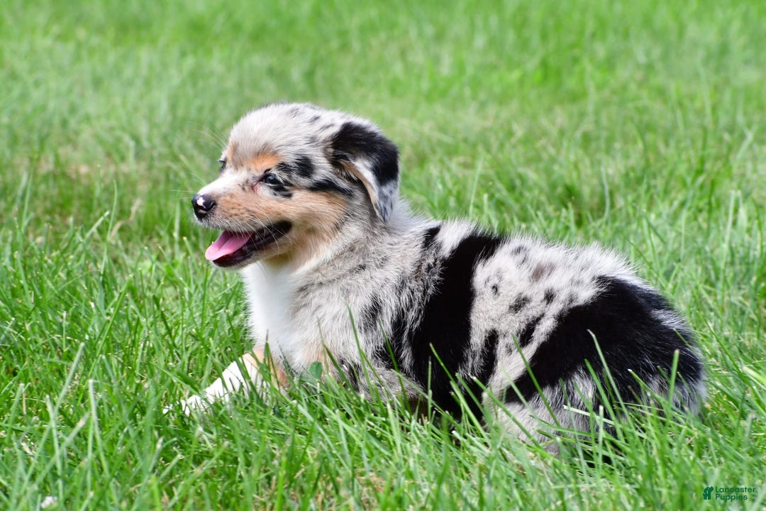 Australian Shepherd dogs for sale: Bella - Image 5