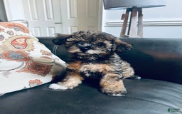 Havapoo dogs for sale: Oscar - Image 2