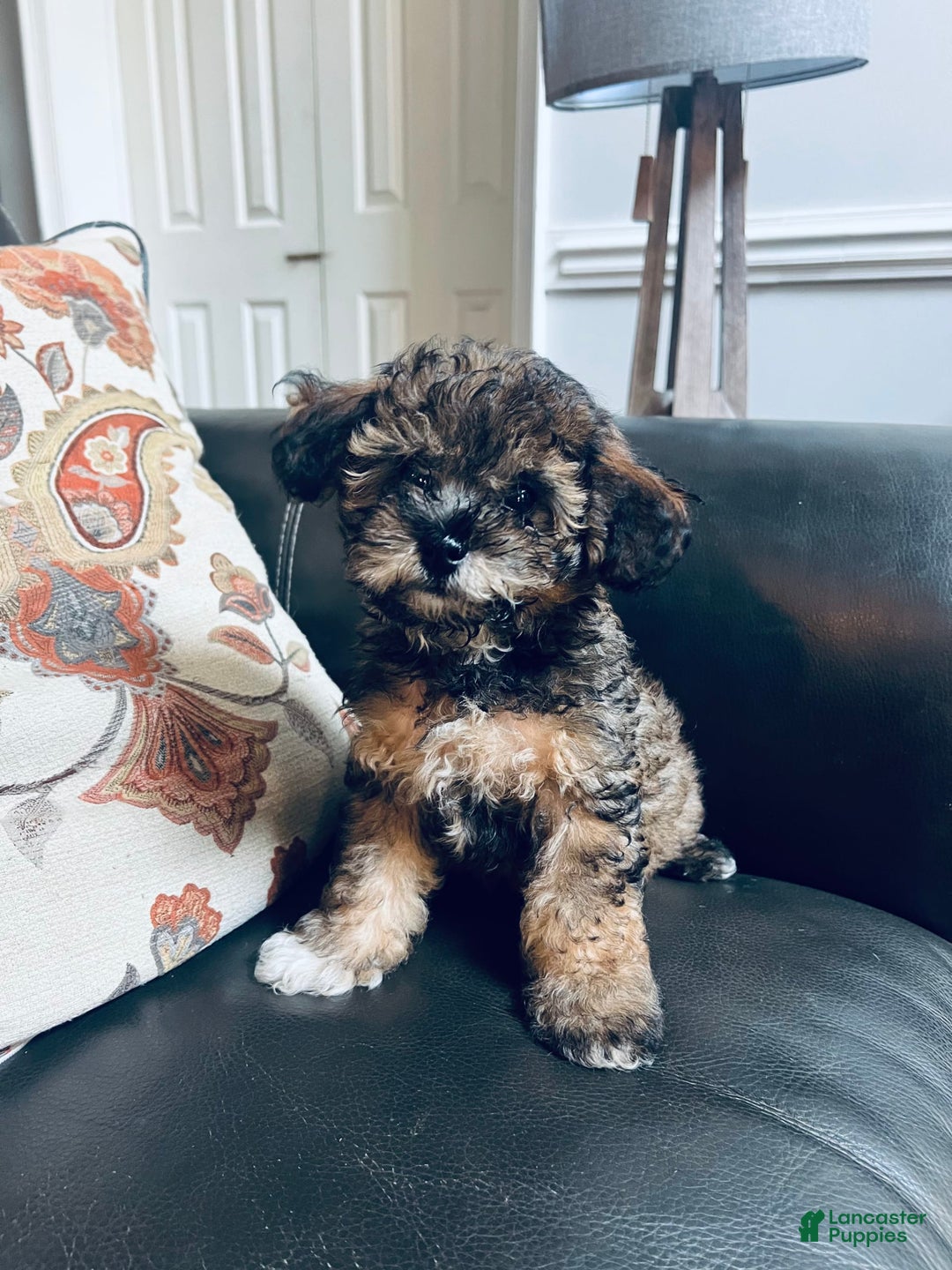 Havapoo dogs for sale: Oscar - Image 2