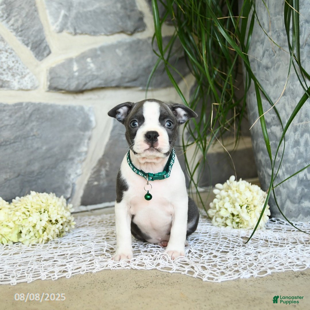 Boston Terrier dogs for sale: Wells - Image 3