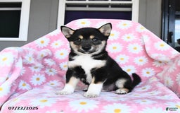 Shiba Inu dogs for sale: Maddie - Image 2