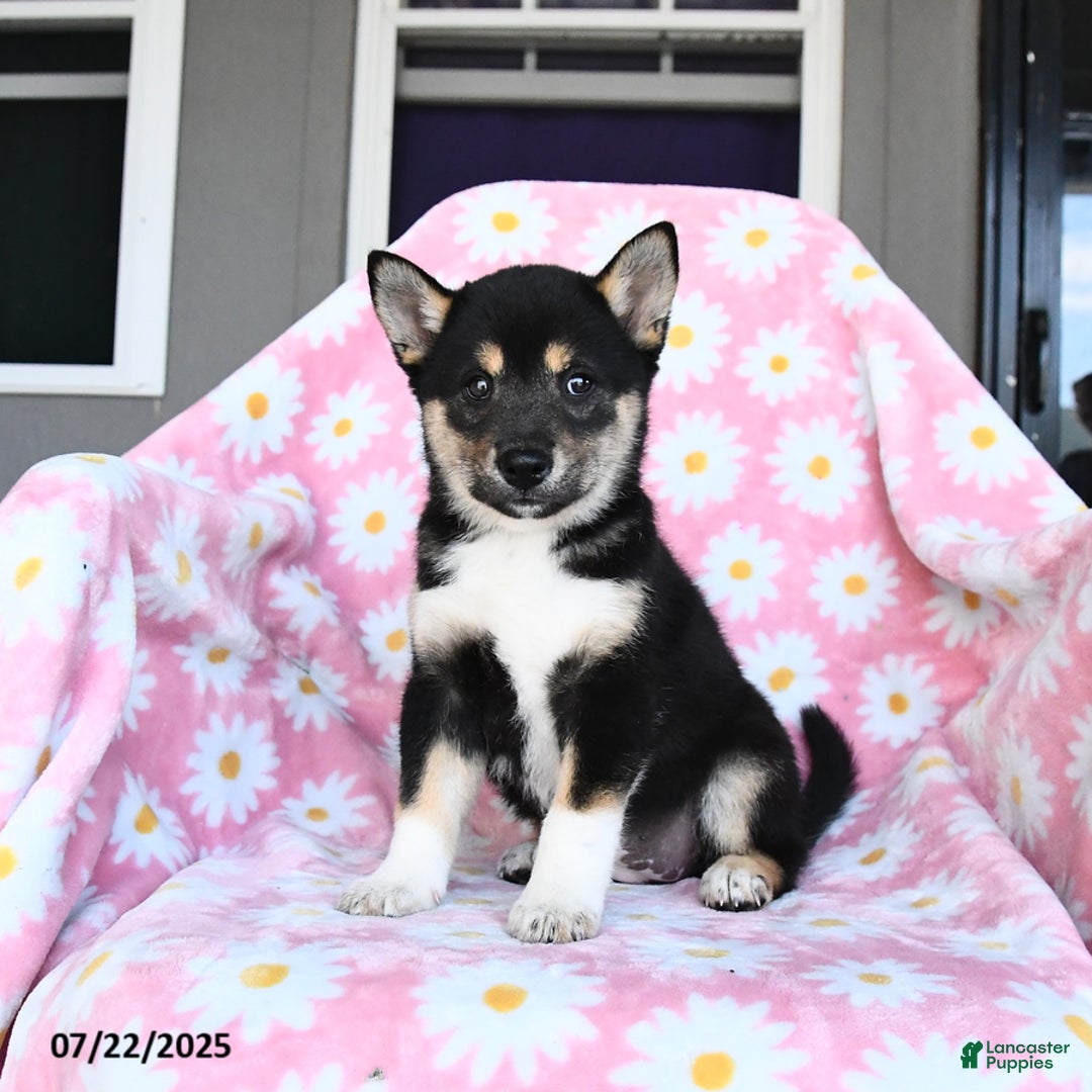 Shiba Inu dogs for sale: Maddie - Image 2