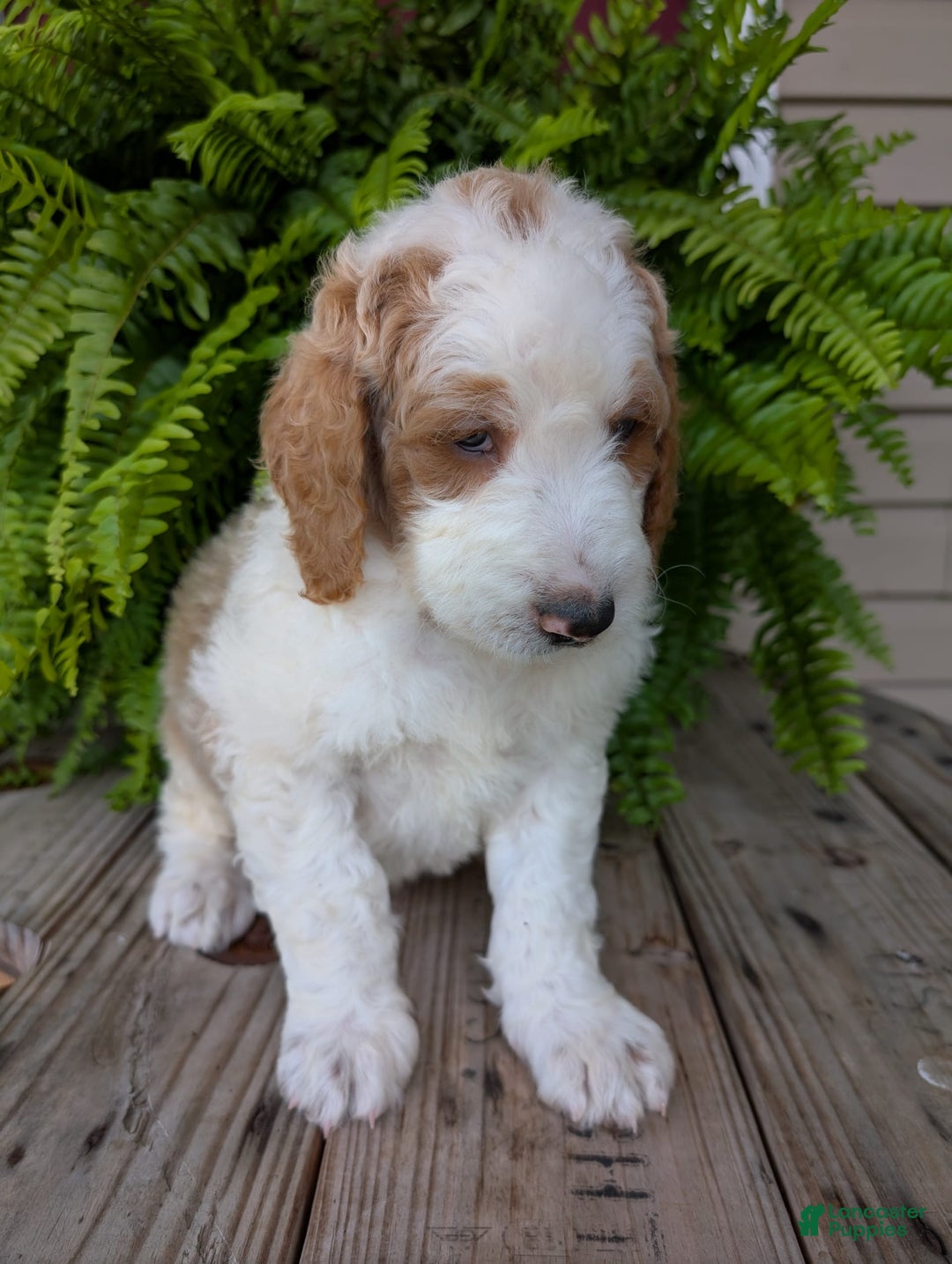 Goldendoodle dogs for sale: Ace - Image 5