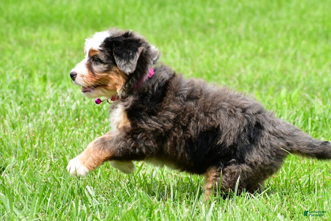 Mini Bernedoodle dogs for sale: Jade - Image 5