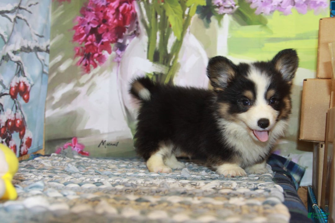Welsh Corgi Pembroke dogs for sale: Harold Fluffy - Image 1