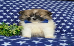 Pomeranian dogs for sale: Kemp - Image 2