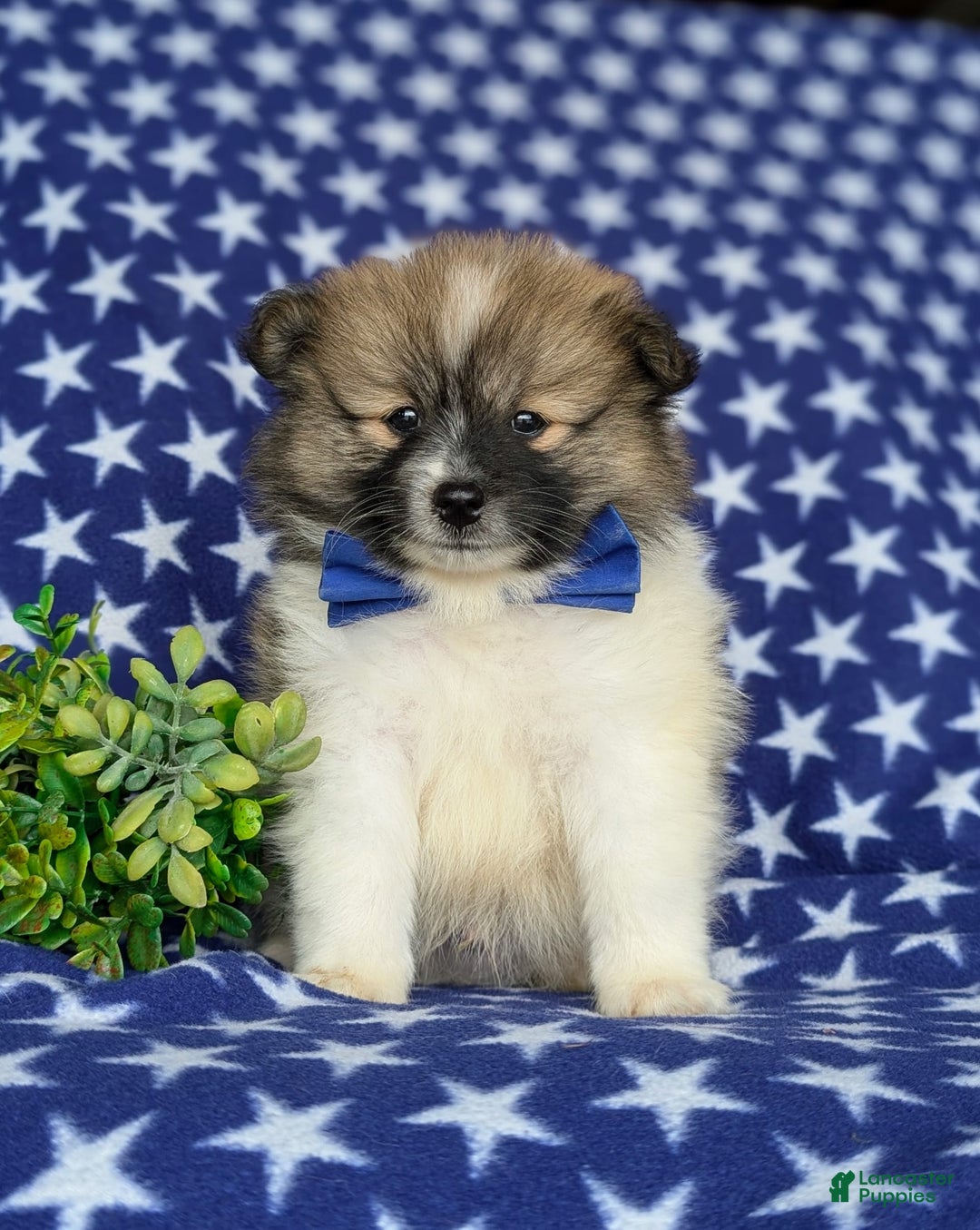 Pomeranian dogs for sale: Kemp - Image 2