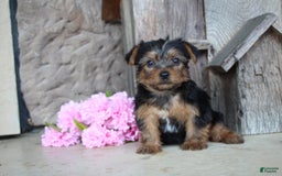 Yorkshire Terrier dogs for sale: Rubble - Image 5