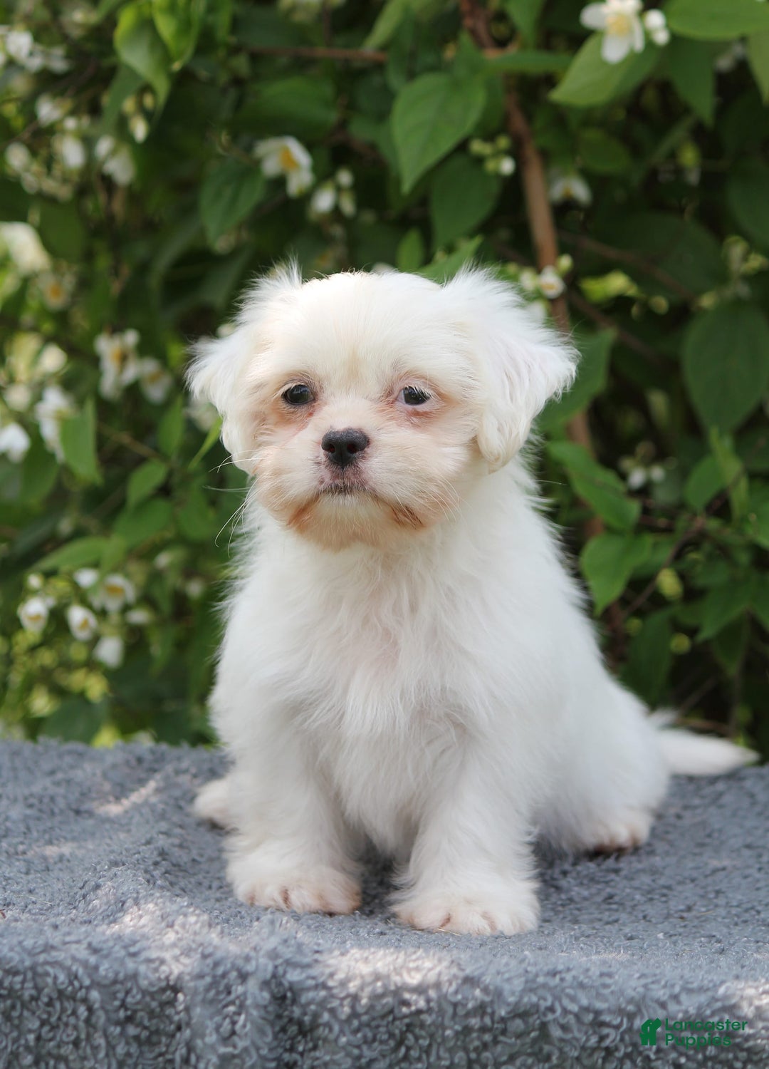 Shihpoo dogs for sale: Diamond - Image 3