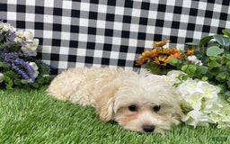 Morkie dogs for sale: Champ - Image 4