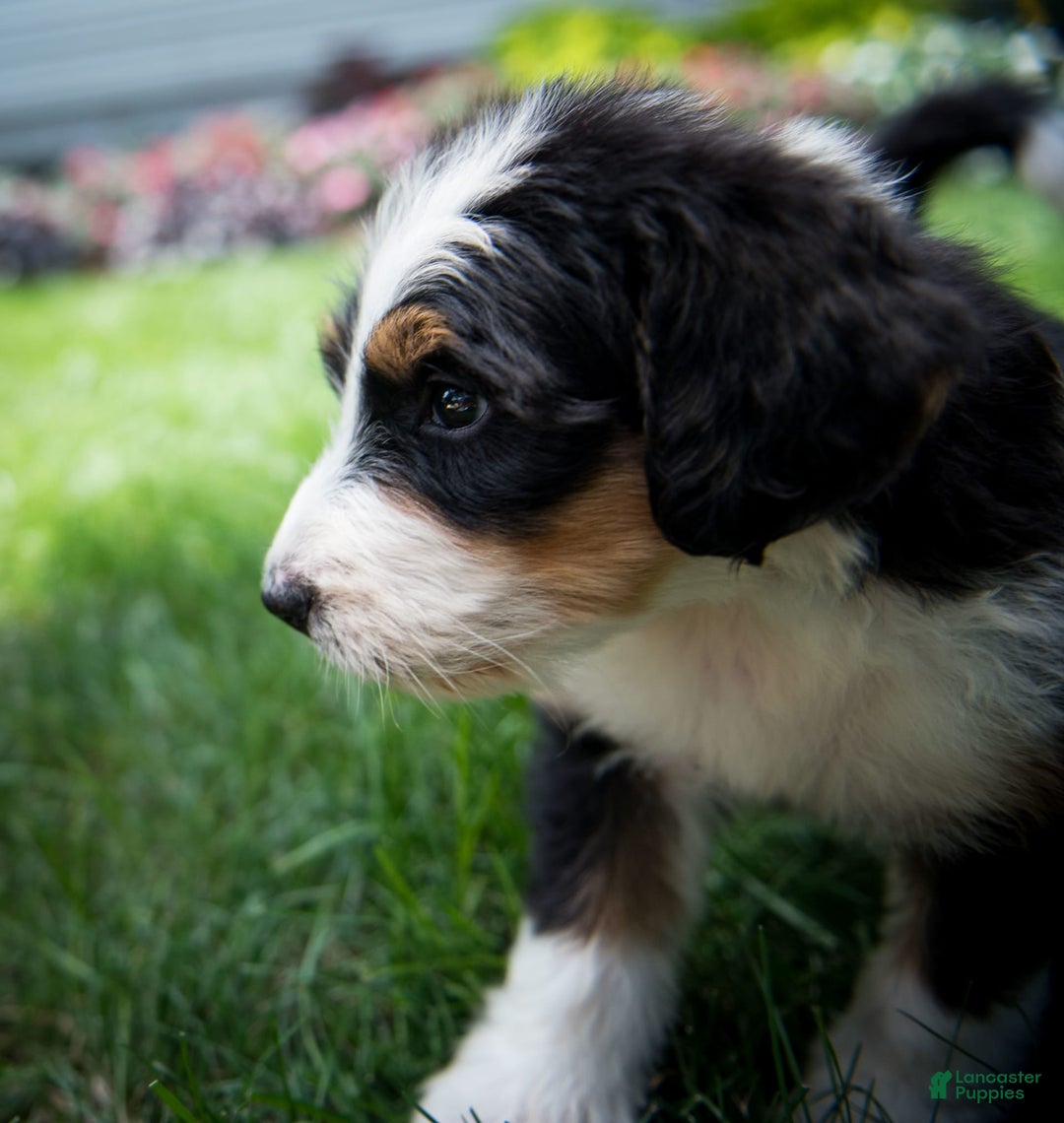 Bernedoodle dogs for sale: Ranger - Image 10