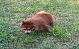 Pomeranian dogs for sale: Winston - Image 4