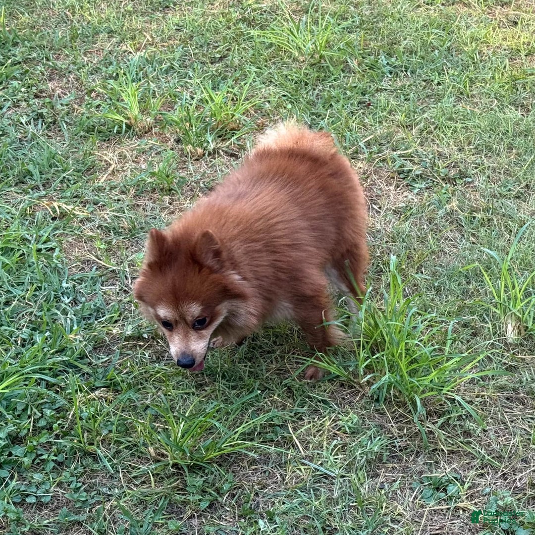 Pomeranian dogs for sale: Winston - Image 4