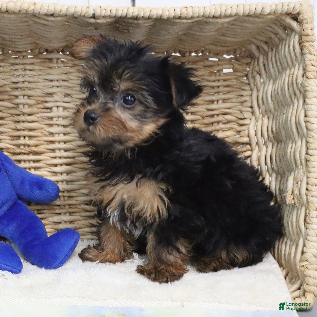 Yorkshire Terrier dogs for sale: Barkis - Extra Small - Image 3