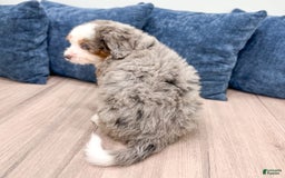 Mini Bernedoodle dogs for sale: Jack - Image 6