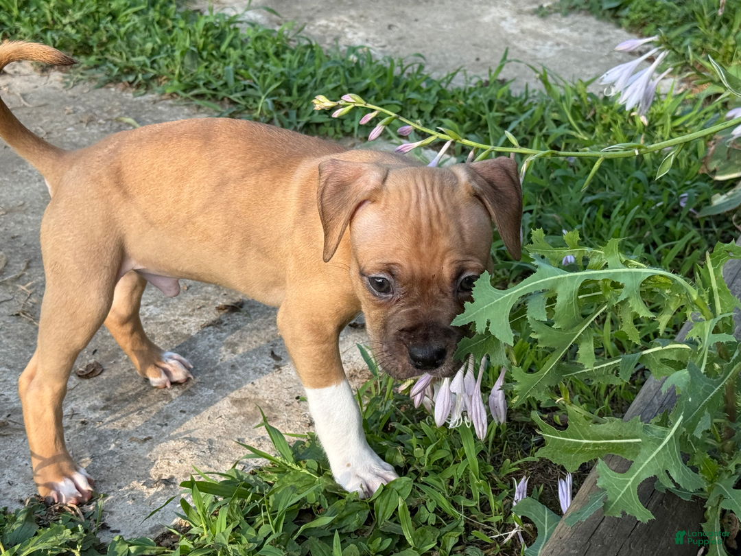 American Pit Bull Terrier dogs for sale: Spice - Image 14