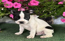Boston Terrier dogs for sale: Dickie - Image 4