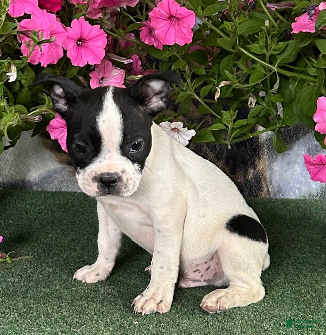 Boston Terrier dogs for sale: Dickie - Image 4