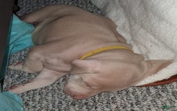 Doberman Pinscher dogs for sale: Yellow Collar - Image 3