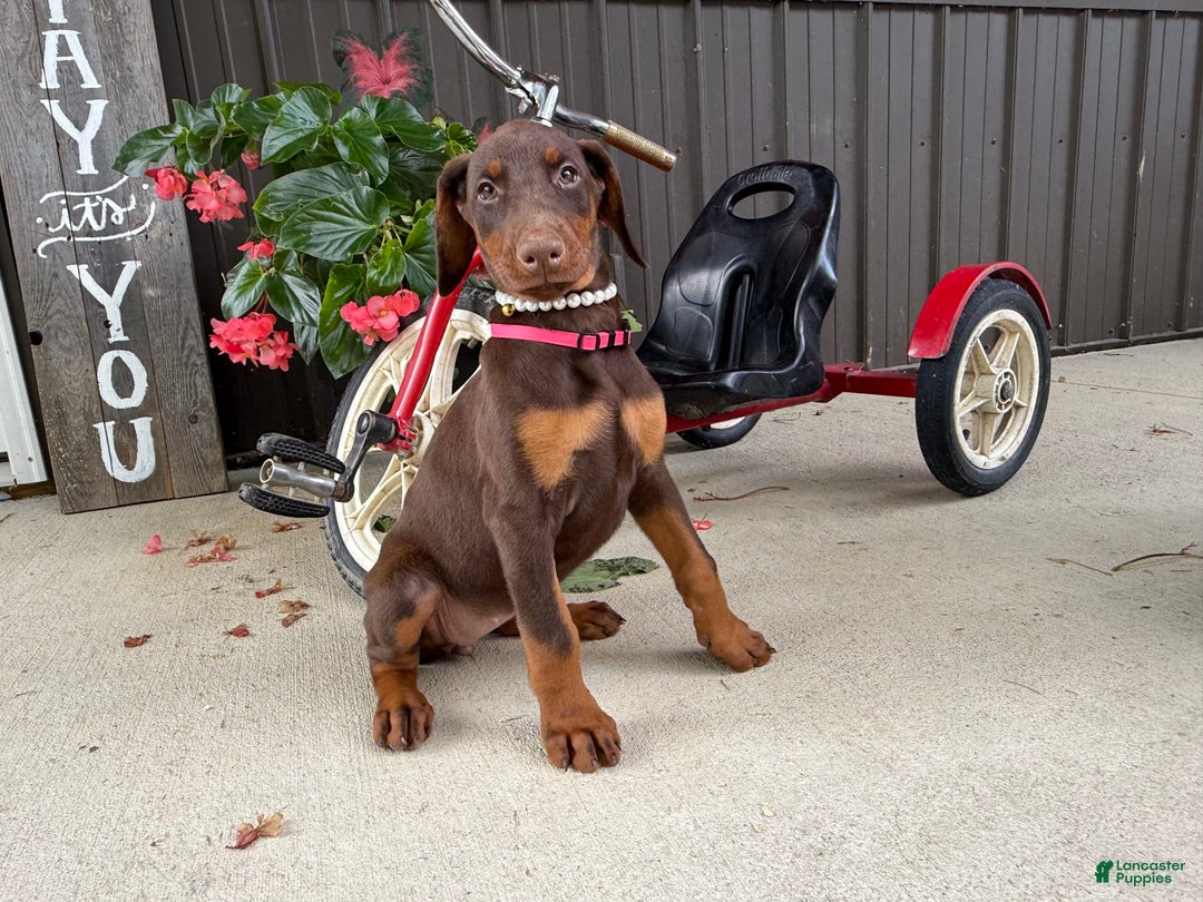 Doberman Pinscher dogs for sale: Monica - Image 4