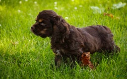 Cocker Spaniel dogs for sale: Dane - Image 19