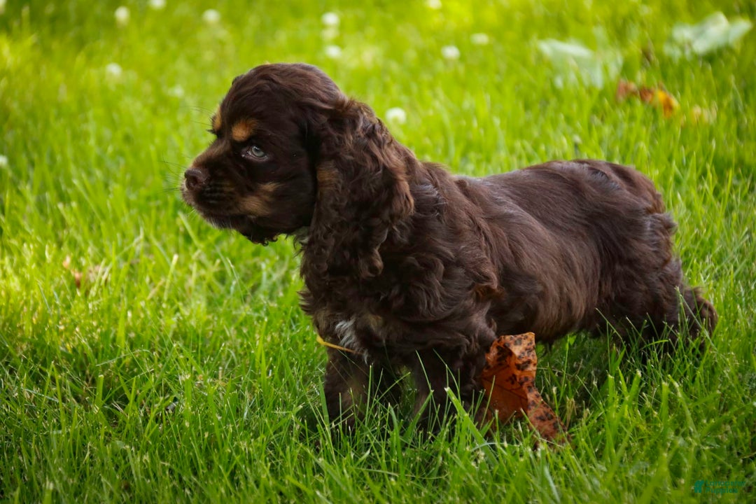 Cocker Spaniel dogs for sale: Dane - Image 19
