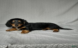 Miniature Dachshund dogs for sale: Cooper - Image 5