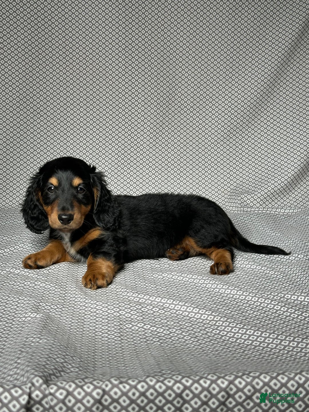 Miniature Dachshund dogs for sale: Cooper - Image 5